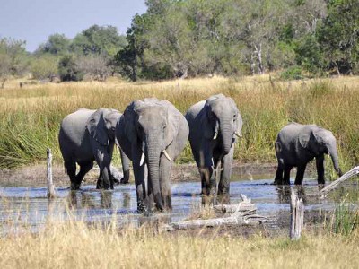 Okavango,poplave koje život znače