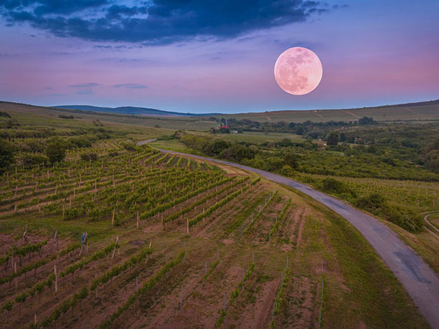 Tokajsko vinogorje, vinogradarski raj Mađarske