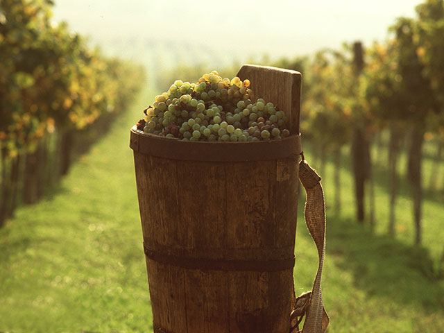 Tokajsko vinogorje, vinogradarski raj Mađarske