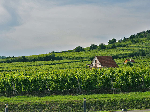 Tokajsko vinogorje, vinogradarski raj Mađarske