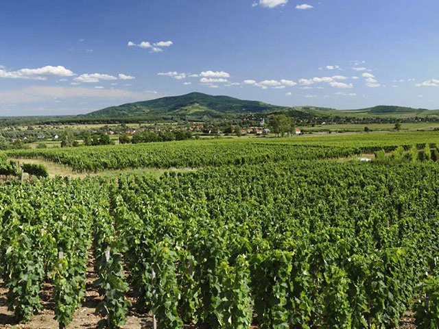 Tokajsko vinogorje, vinogradarski raj Mađarske